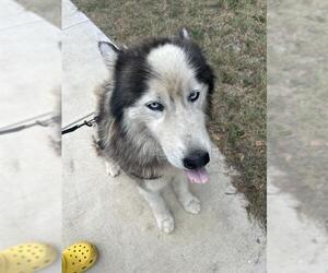 Siberian Husky-Unknown Mix Dogs for adoption in San Antonio, TX, USA