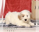 Small #3 Goldendoodle (Miniature)