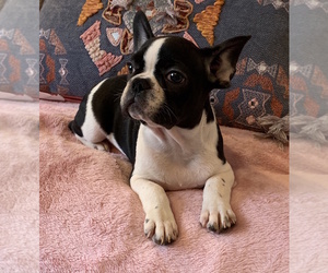 French Bulldog Puppy for sale in CHARLESTON, SC, USA