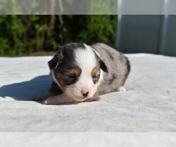 Medium Photo #3 Miniature Australian Shepherd Puppy For Sale in PALM COAST, FL, USA