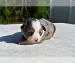 Small #2 Miniature Australian Shepherd