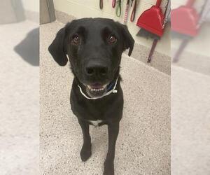 Labrador Retriever Dogs for adoption in Brighton, CO, USA