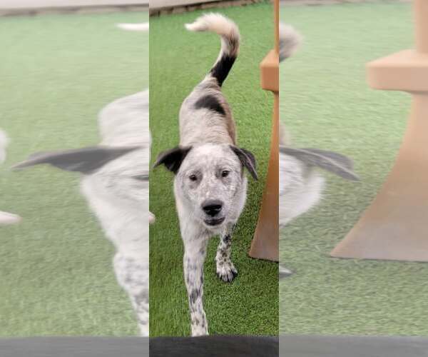 Medium Photo #2 Border Collie-Unknown Mix Puppy For Sale in Highland, IL, USA