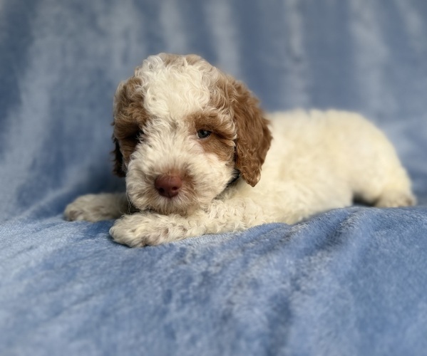 Medium Photo #5 Poodle (Miniature) Puppy For Sale in LAKELAND, FL, USA