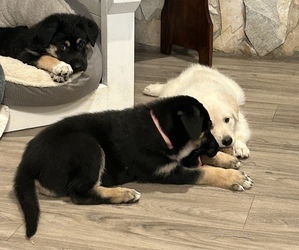 German Shepherd Dog Litter for sale in SEBASTIAN, FL, USA