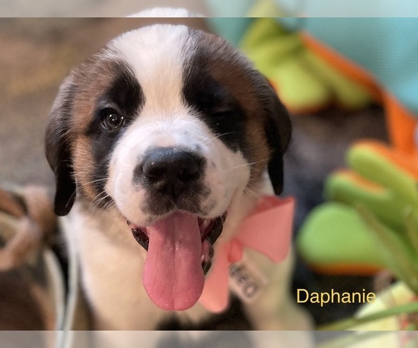 Medium Photo #5 Saint Bernard Puppy For Sale in SAVANNAH, MO, USA