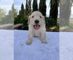 Small #3 Golden Retriever