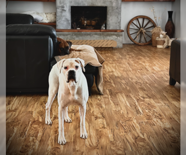 Medium Photo #2 Boxer Puppy For Sale in Austin, TX, USA