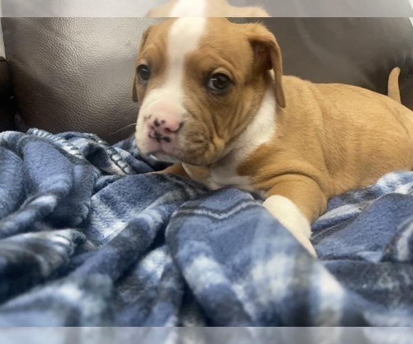 Medium Photo #90 American Bully Puppy For Sale in REESEVILLE, WI, USA
