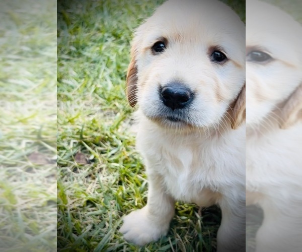 Medium Photo #6 Golden Retriever Puppy For Sale in CLOVERDALE, CA, USA