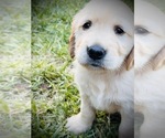 Small #5 Golden Retriever