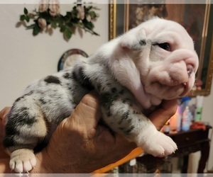 English Bulldog Puppy for Sale in LYTLE, Texas USA