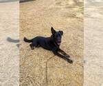 Small #4 German Shepherd Dog