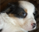Small Photo #14 Miniature American Shepherd Puppy For Sale in PLACERVILLE, CA, USA