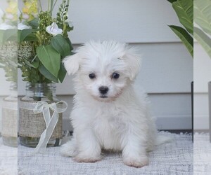 Maltese Puppy for sale in GORDONVILLE, PA, USA