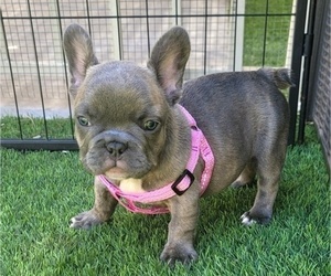 French Bulldog Puppy for sale in LAS VEGAS, NV, USA
