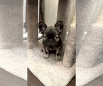 Puppy Bear French Bulldog