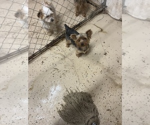 Yorkshire Terrier Puppy for sale in WHITE OAK, GA, USA