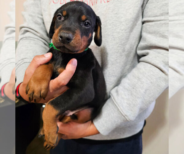 Medium Photo #35 Doberman Pinscher Puppy For Sale in FORT LAUDERDALE, FL, USA