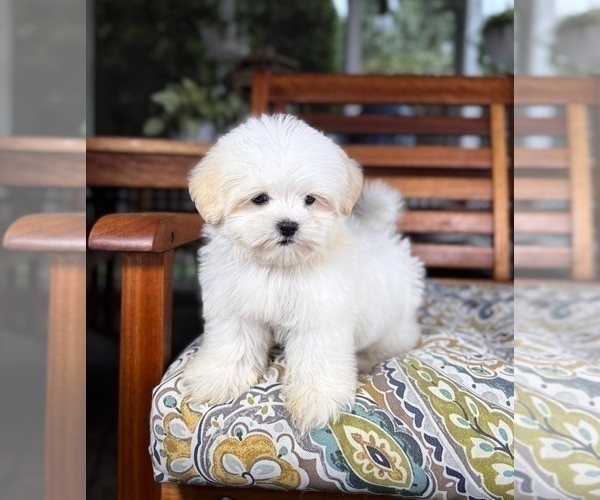 Medium Photo #9 Mal-Shi Puppy For Sale in NOBLESVILLE, IN, USA