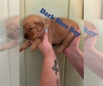 Small #7 Golden Retriever