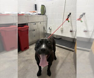 Mutt Dogs for adoption in Forestville, MD, USA