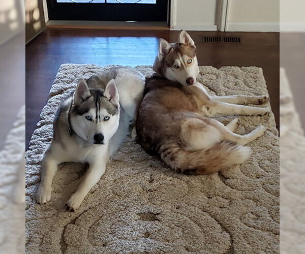 Medium Photo #4 Siberian Husky Puppy For Sale in Omaha, NE, USA