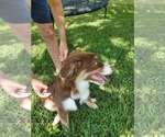 Small Photo #5 Australian Shepherd Puppy For Sale in SPRING HILL, FL, USA