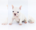 Small Photo #12 French Bulldog Puppy For Sale in BRANDON, FL, USA