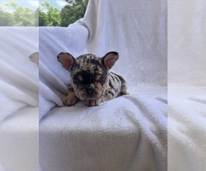 Medium French Bulldog