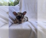 Puppy Sassy French Bulldog