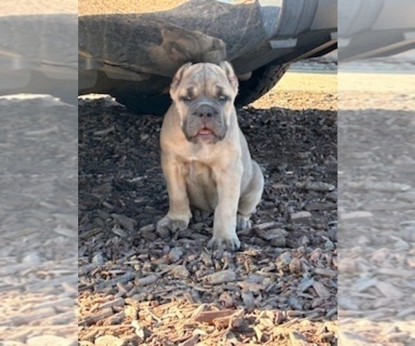 Medium Photo #3 Cane Corso Puppy For Sale in OCEANSIDE, CA, USA