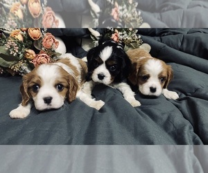 Cavalier King Charles Spaniel Puppy for sale in FROSTPROOF, FL, USA