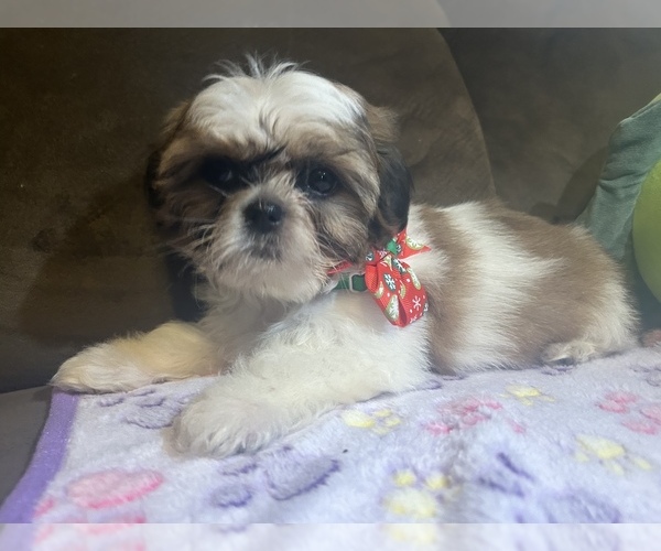 Medium Photo #10 Shih Tzu Puppy For Sale in VENETA, OR, USA