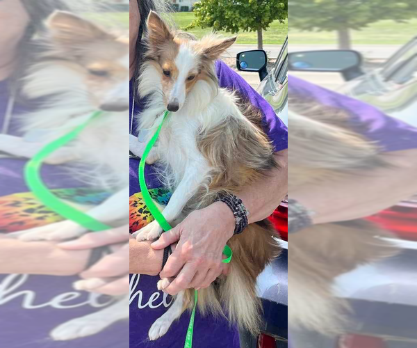 Medium Photo #3 Mutt Puppy For Sale in Wamego, KS, USA