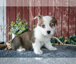 Small #2 Pembroke Welsh Corgi