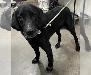 Labrador Retriever Dogs for adoption in Forestville, MD, USA
