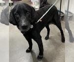 Small Labrador Retriever