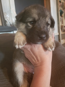 Medium Photo #1 Norwegian Elkhound-Siberian Husky Mix Puppy For Sale in BRAYMER, MO, USA