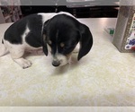 Small Dachshund