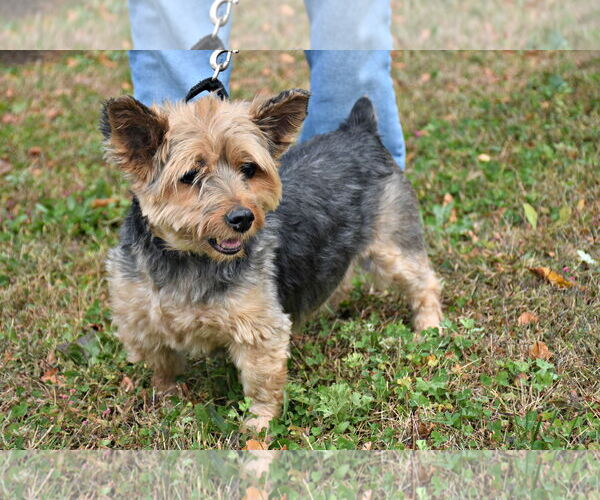 Medium Photo #3 Mutt Puppy For Sale in Spring Lake, NJ, USA