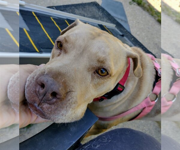 Medium Photo #8 American Pit Bull Terrier-Unknown Mix Puppy For Sale in Oakhurst, NJ, USA