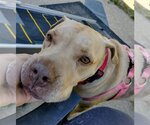 Small #7 American Pit Bull Terrier Mix