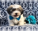 Small Photo #2 Zuchon Puppy For Sale in LAKELAND, FL, USA
