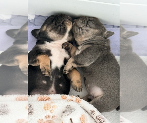 Medium Photo #6 French Bulldog Puppy For Sale in WESLEY CHAPEL, FL, USA