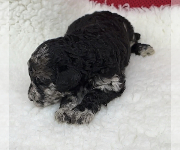 Medium Photo #8 Poodle (Standard) Puppy For Sale in COMMERCE, GA, USA