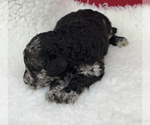 Small Photo #8 Poodle (Standard) Puppy For Sale in COMMERCE, GA, USA