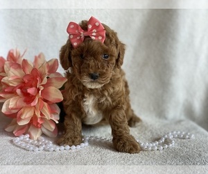 Poodle (Miniature) Puppy for sale in EAST EARL, PA, USA