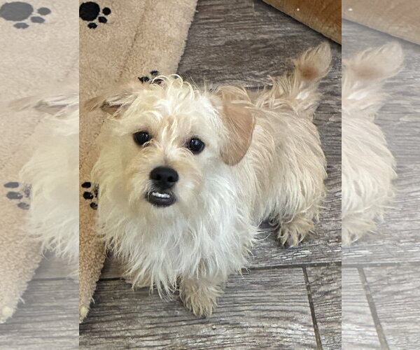 Medium Photo #3 Mutt Puppy For Sale in Apple Valley, CA, USA
