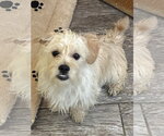 Small #2 Mutt